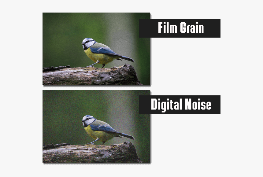 The Difference Between Digital Noise And Film Grain - Old World Flycatcher, HD Png Download, Free Download