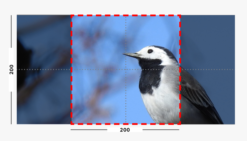 Example Of Fill Filter On An Image - Woodpecker, HD Png Download, Free Download