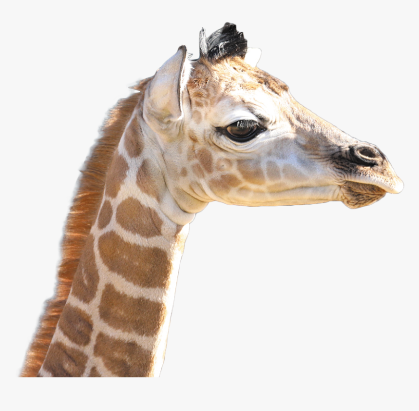 Giraffe, HD Png Download, Free Download