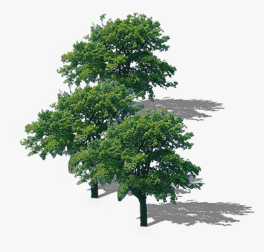 Transparent Tree Top Png - Top View Tree Png, Png Download, Free Download