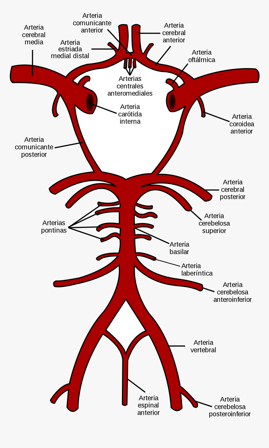 Circle Of Willis, HD Png Download, Free Download