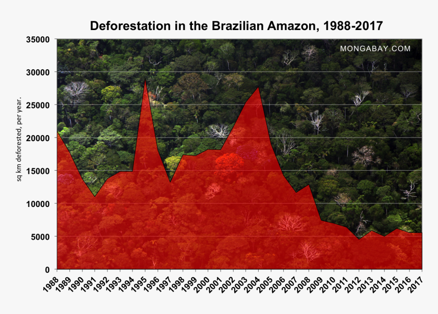 Present Condition Of Amazon Rainforest, HD Png Download, Free Download