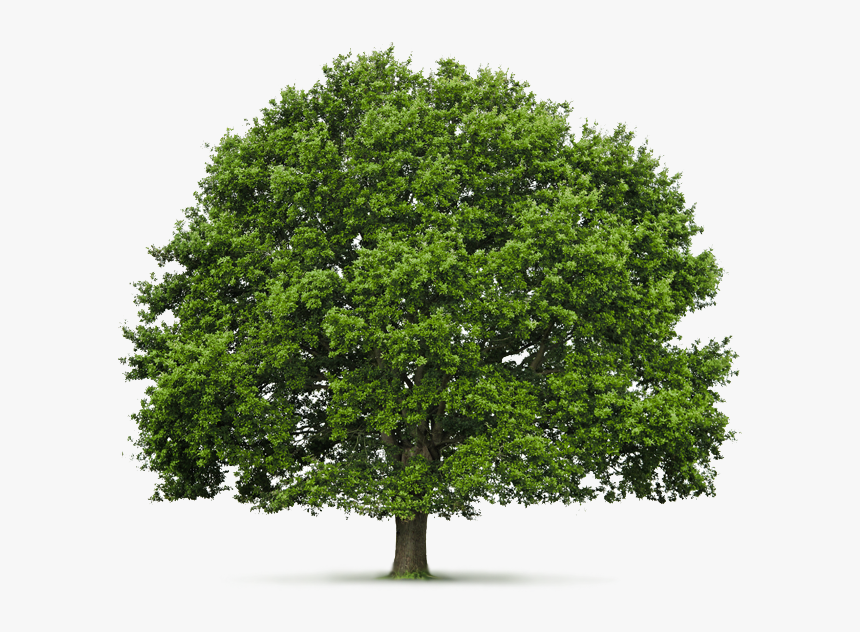 Tree With White Background, HD Png Download, Free Download