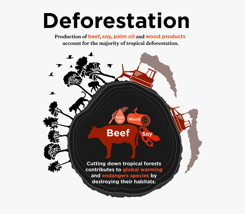 What's Driving Deforestation, HD Png Download, Free Download