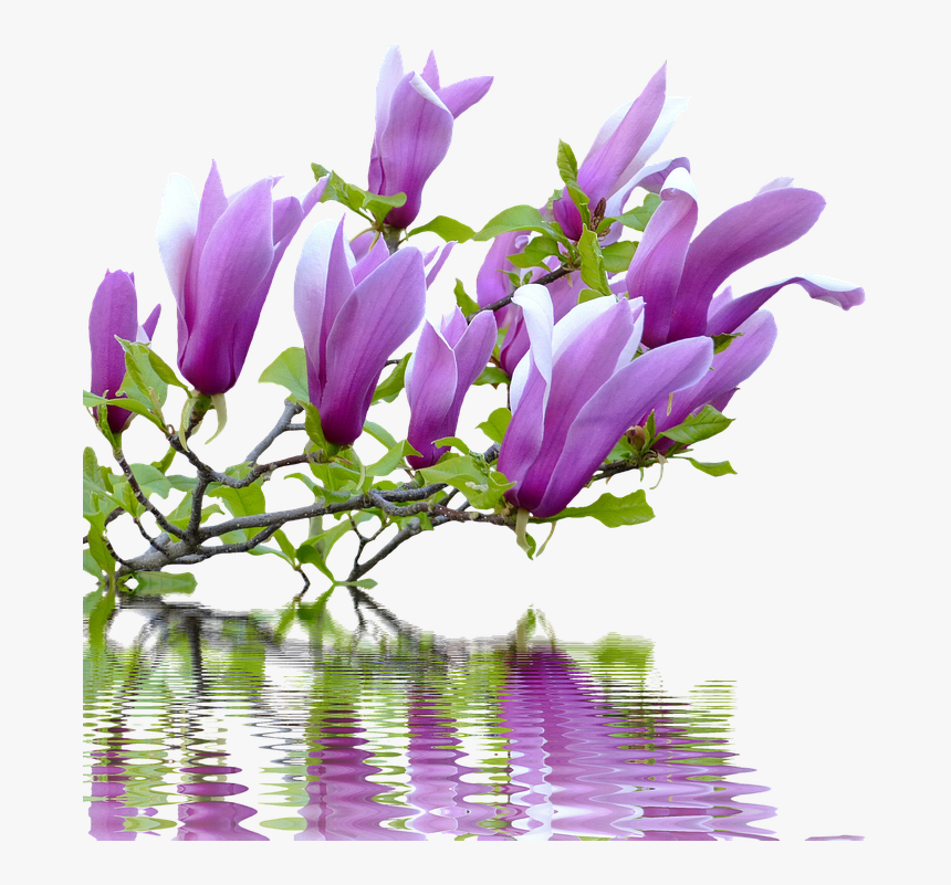 Spring, Magnolia, Branches, Nature, Pink - Spring Branches Png, Transparent Png, Free Download