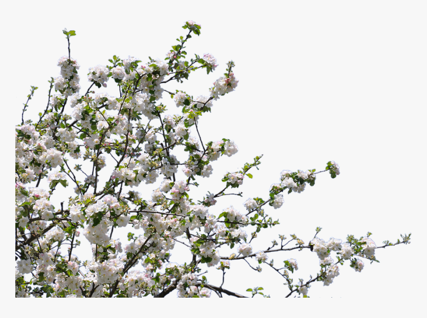 Tree, Flowers, Cherry, Apple, Isolated, Png - Transparent Flower Tree Png, Png Download, Free Download