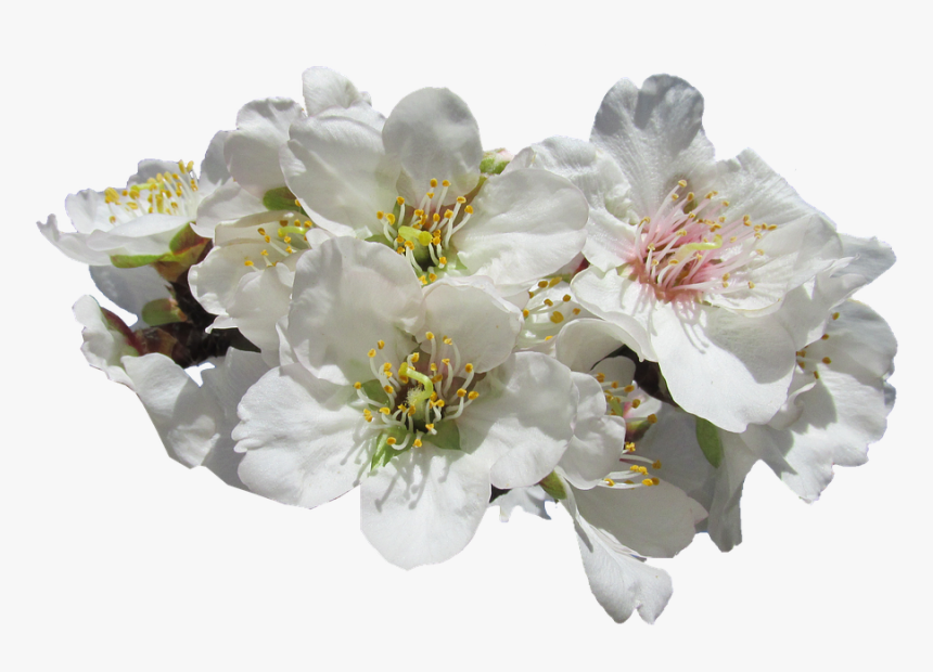 Blossom, Almond, Springtime - White Hawthorn Blossom Transparent Background, HD Png Download, Free Download
