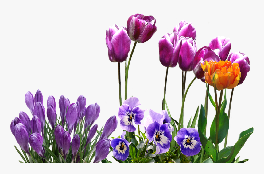 Spring, Tulips, Crocus, Pansy, Easter, Spring Flower - Portable Network Graphics, HD Png Download, Free Download