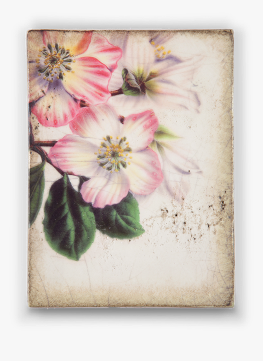 Rosa Arkansana, HD Png Download, Free Download