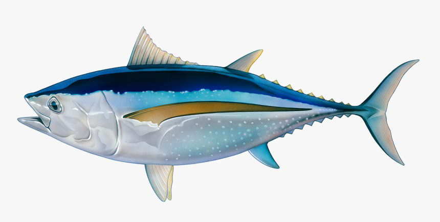 Transparent Cooked Fish Png - Tuna Fish Png, Png Download, Free Download