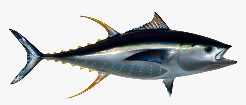 Tuna Clipart Cooked Fish, HD Png Download, Free Download