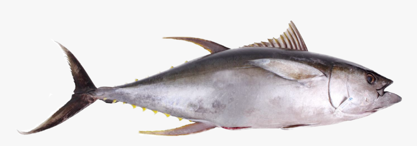 Transparent Cooked Fish Png - Tuna Png, Png Download, Free Download