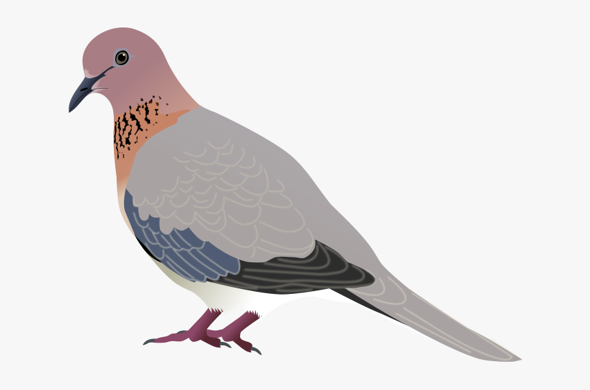 Vector Doves Mourning Dove - Diagram Of Laughing Dove, HD Png Download, Free Download