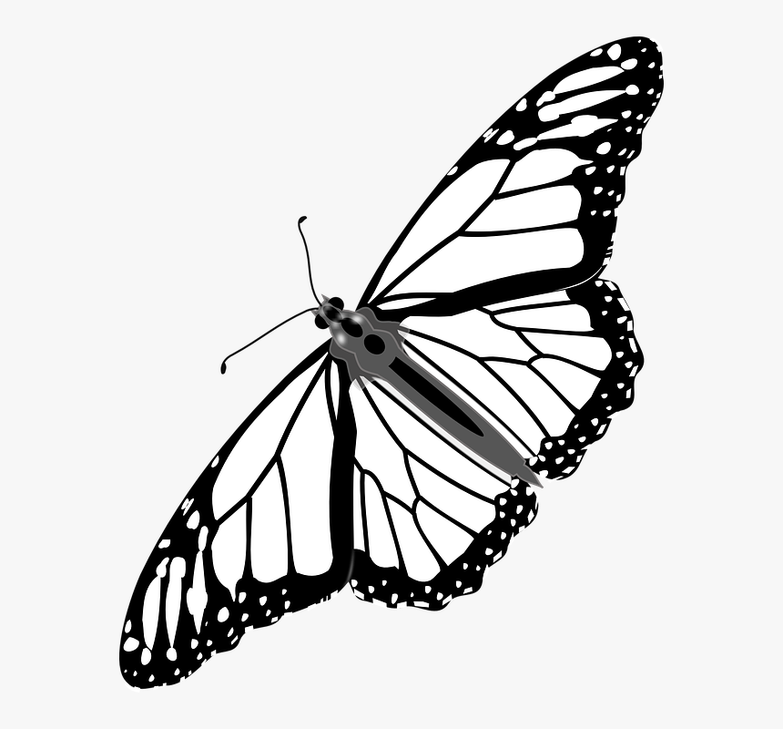 Cartoon Monarch Butterfly 25, Buy Clip Art - Monarch Butterfly Transparent Background, HD Png Download, Free Download