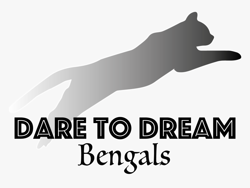 Dare To Dream Bengals - Burmese, HD Png Download, Free Download