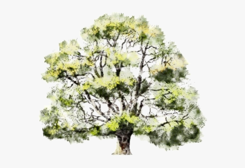 Architecture Section Trees Watercolor, HD Png Download, Free Download