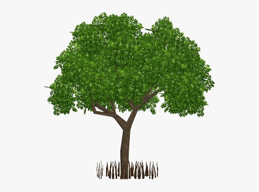 Transparent Mangrove Tree Png - Architecture Tree Section Png, Png Download, Free Download