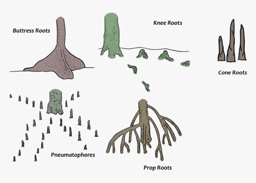 Different Type Of Specialized Root System Of Mangroves - Types Of Mangrove Roots, HD Png Download, Free Download