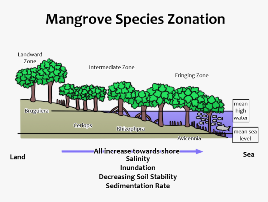 Horizontal Zonation Of Mangroves, HD Png Download, Free Download