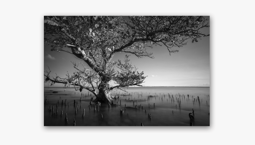 Mangrove Tree Of Kenawa Island - Birch, HD Png Download, Free Download