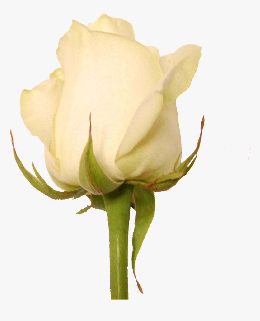 Com Invernaderos Garcia Created By Based On Clothing - Hybrid Tea Rose, HD Png Download, Free Download