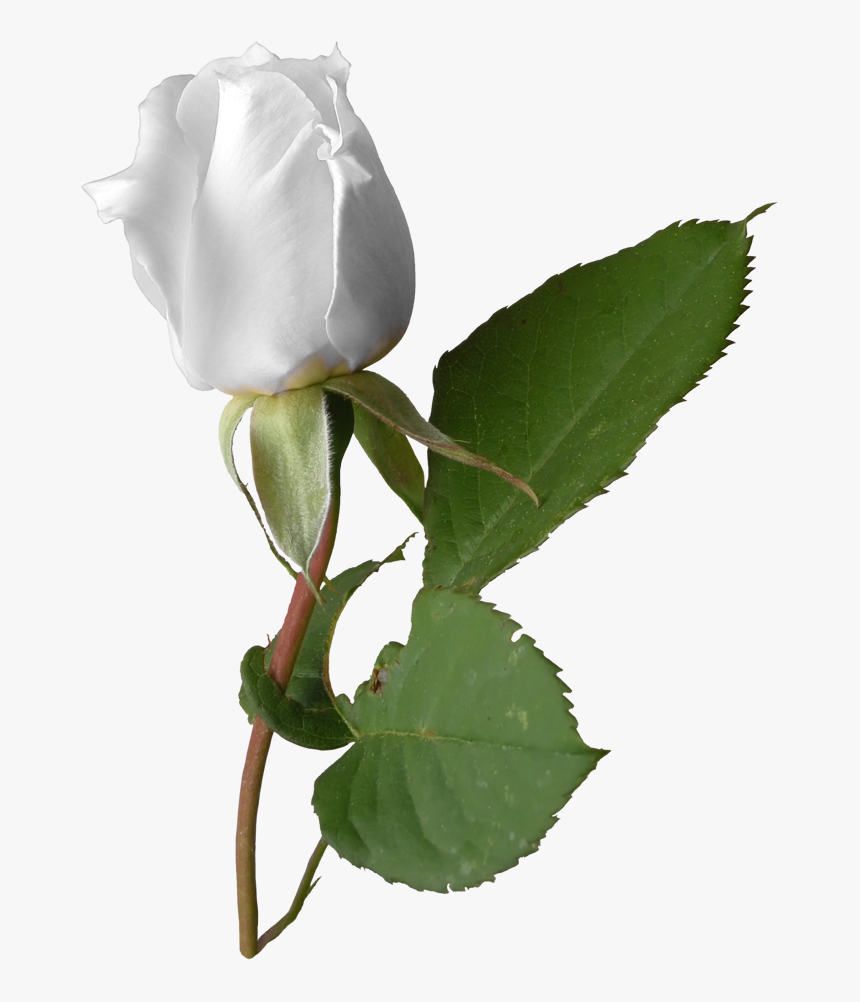 Rosa Blanca - Бяла Роза Пнг, HD Png Download, Free Download