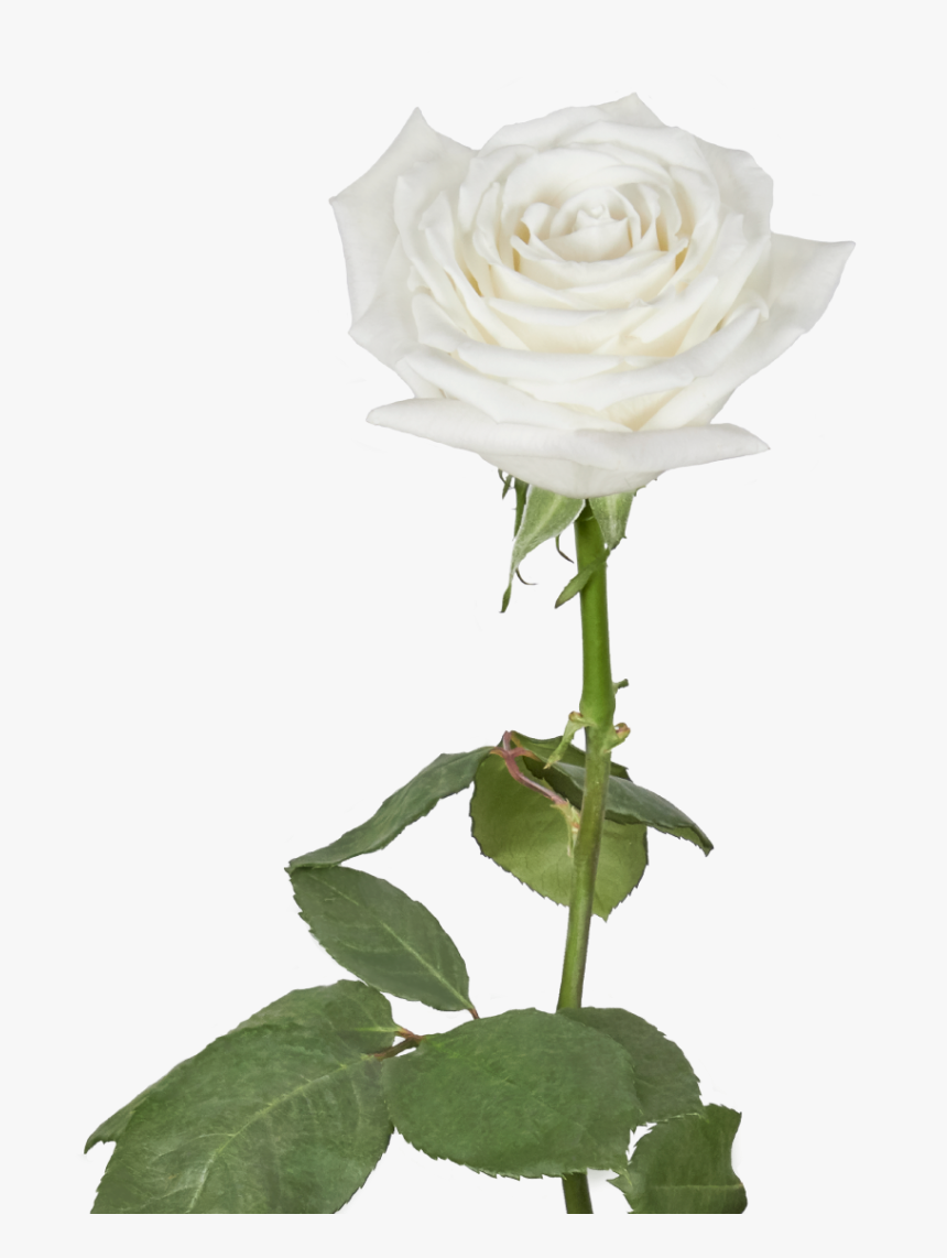 Rose, HD Png Download, Free Download