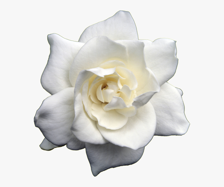 Gardenia Flowers Png Photo Background - Scentsy Flower Child, Transparent Png, Free Download