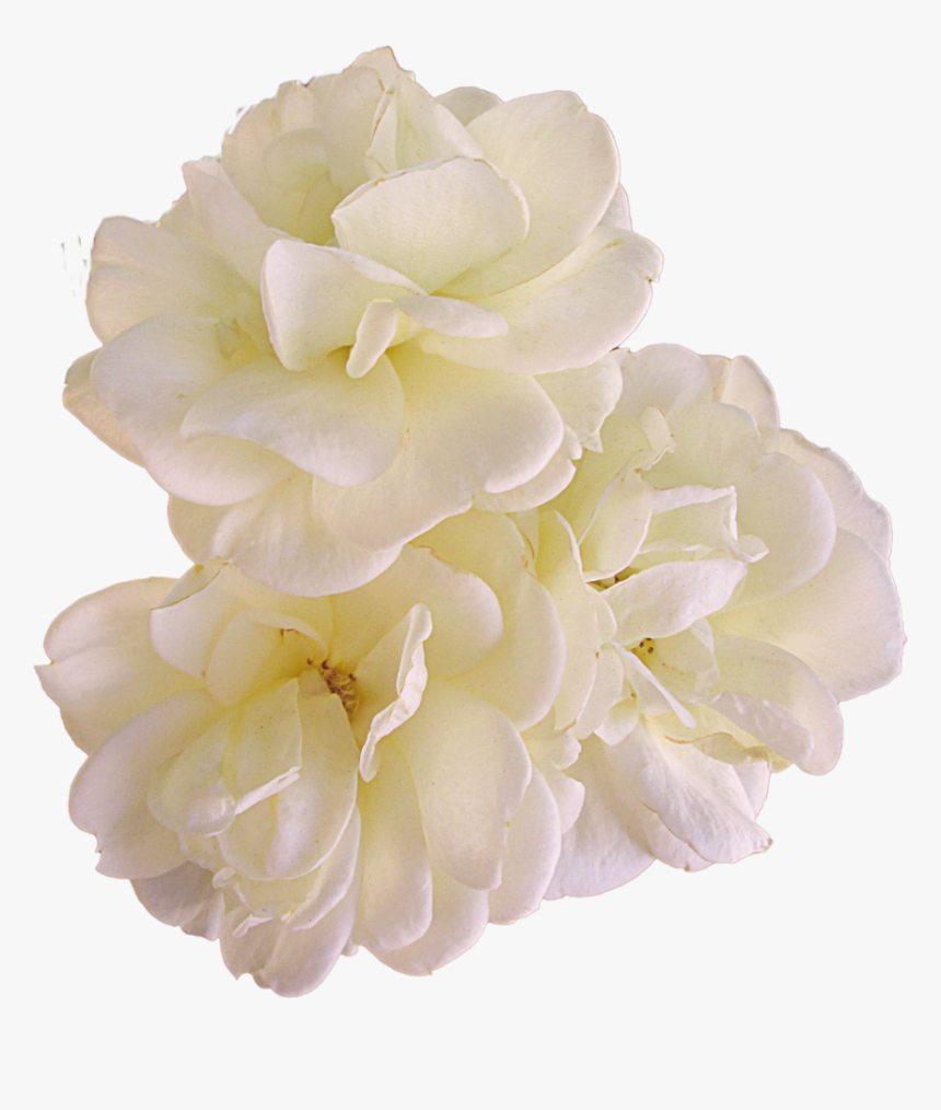 Gardenia Flowers Png Pic - Artificial Flower, Transparent Png, Free Download