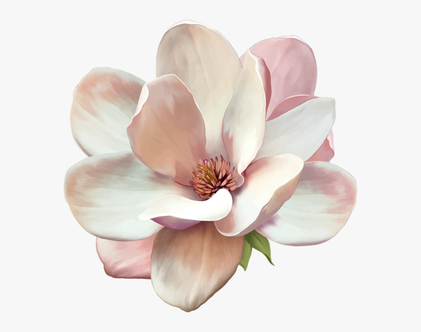 Gardenia Flowers Png Free Pic - Magnolia Flower Png, Transparent Png - kind...