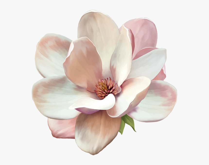 Gardenia Flowers Png Free Pic - Magnolia Flower Png, Transparent Png, Free Download