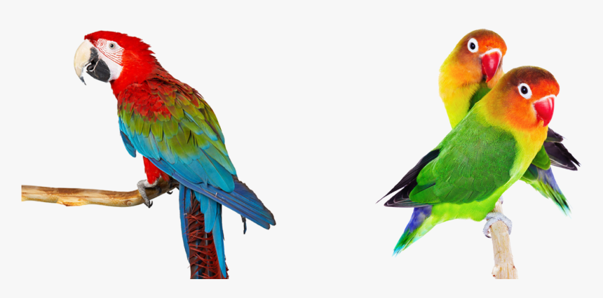 Papa's Parrot, HD Png Download, Free Download