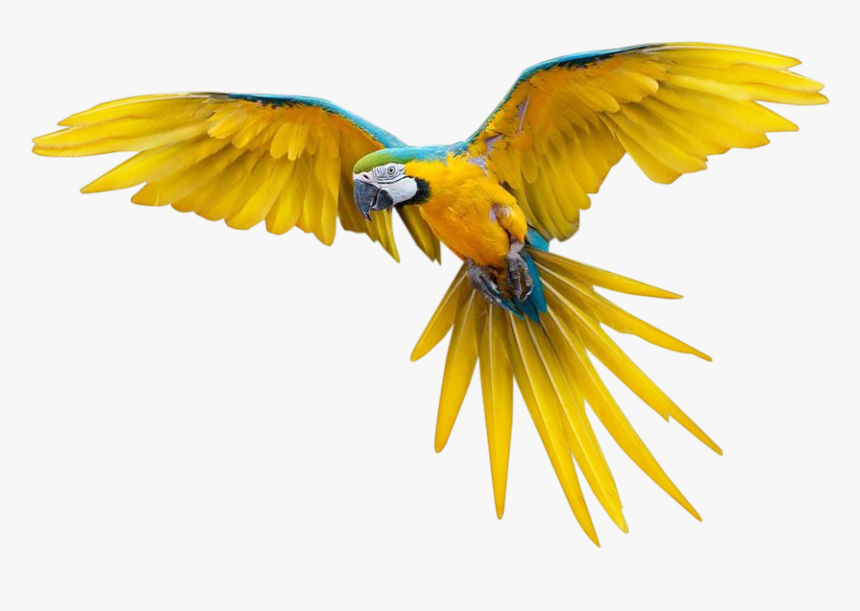 Pajaros Png Transparente - Bird Flying Gif Png, Png Download, Free Download