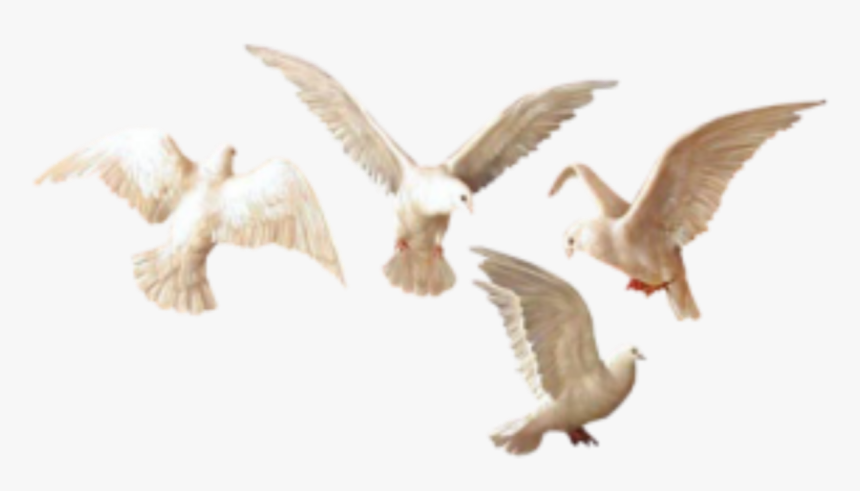 #birds #pigeons #pajaros #palomas #art #arte #painting - Flock, HD Png Download, Free Download