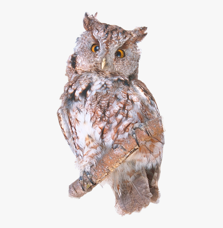 Eastern Screech Owl, HD Png Download, Free Download