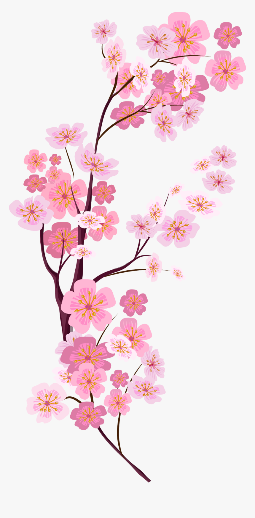 Pink Euclidean Blossom Cherry Painted Vector Blossoms - Cherry Flowers Vector Blossom, HD Png Download, Free Download