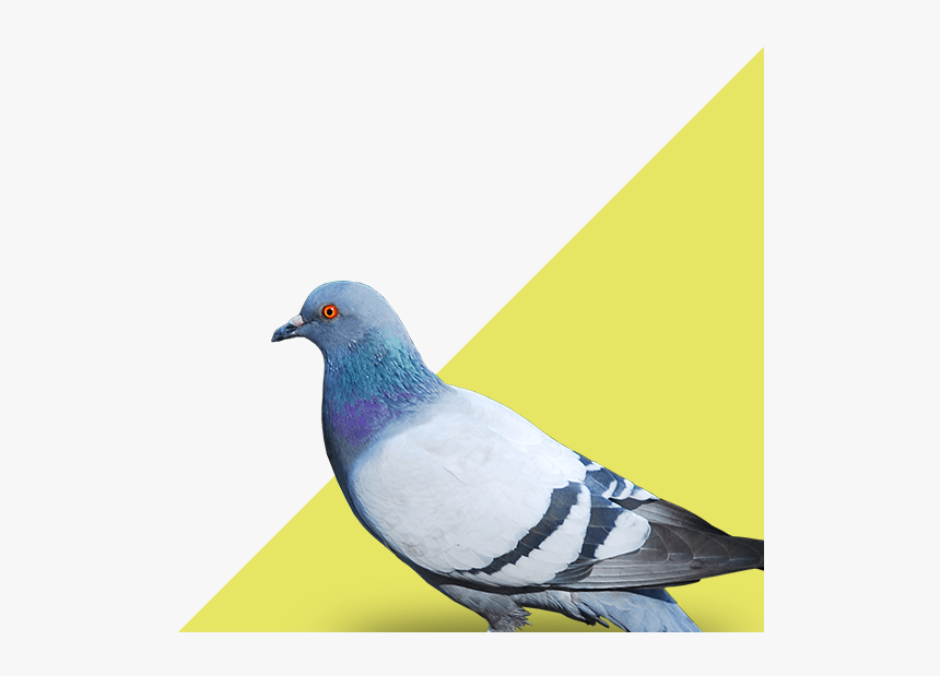 Bird Pest Control - Birds Work For The Bourgeoisie Meme, HD Png Download, Free Download