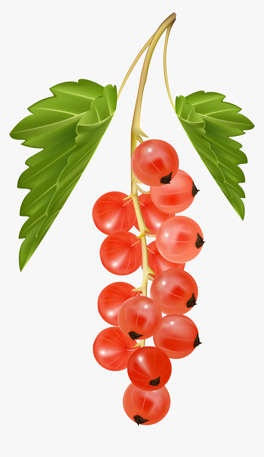 Red Currant Clipart, HD Png Download, Free Download