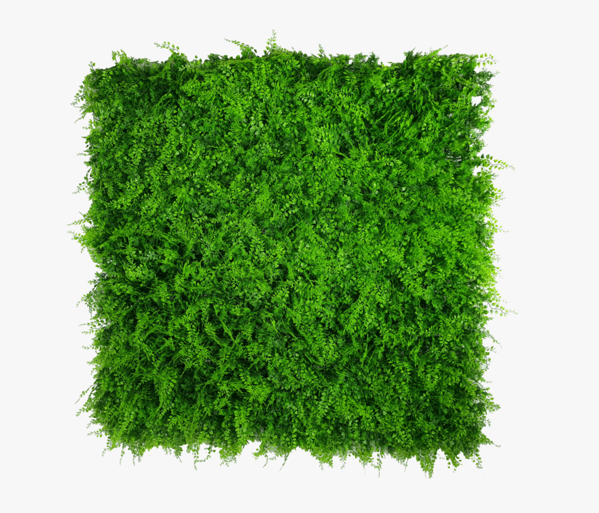 Ivy Wall Png, Transparent Png, Free Download