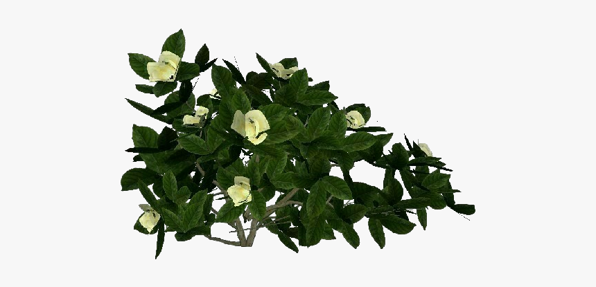 3d Flowers - Gardenia - Acca Software - Flowerpot, HD Png Download, Free Download