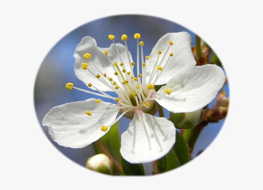 Blossom Of Mirabelle Plum - Mirabela Flor, HD Png Download, Free Download