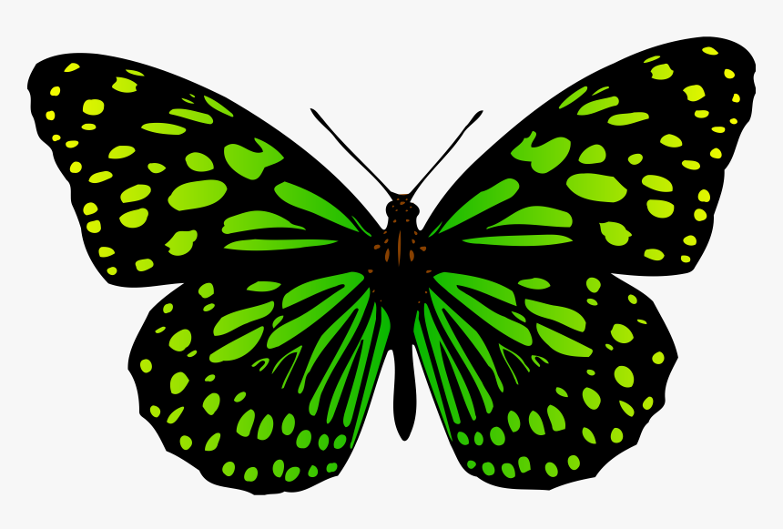 Transparent Butterfly Png Clipart - Butterfly, Png Download, Free Download