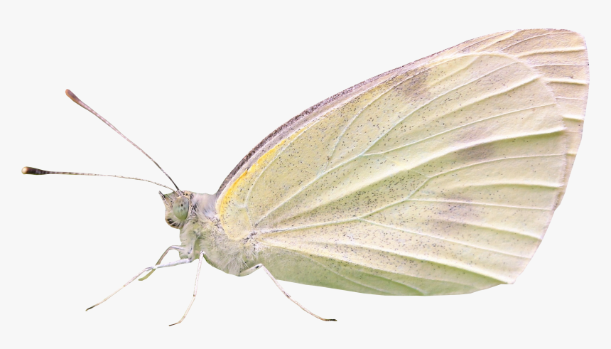 Transparent Butterfly Net Png - Cabbage Butterfly, Png Download, Free Download