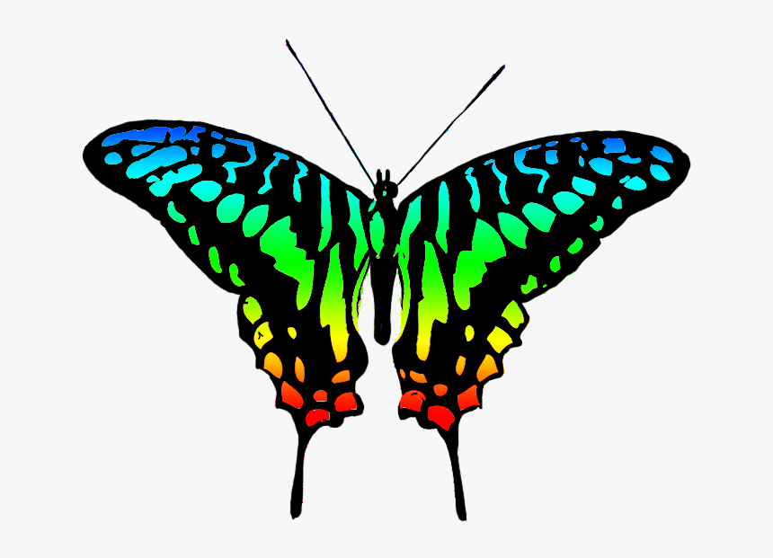 Multicolored Butterfly Image - Clip Art Colourful Butterfly, HD Png Download, Free Download