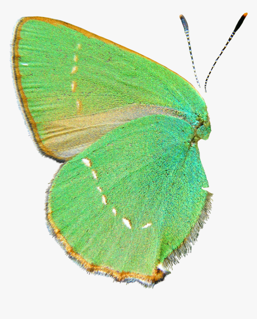 Green And - Green Hairstreak, HD Png Download, Free Download