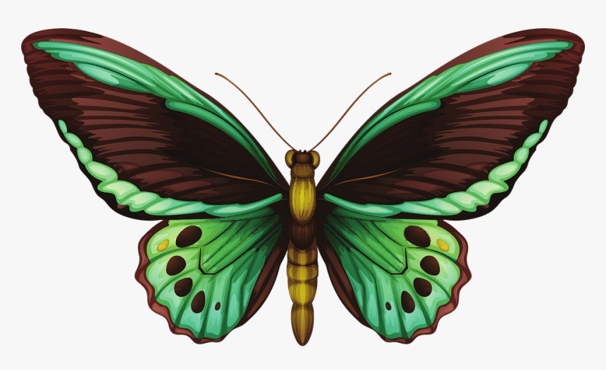 Butterfly, Green, Realistic, Animal, Insect, Nature - Bird Wing Butterfly Drawing, HD Png Download, Free Download