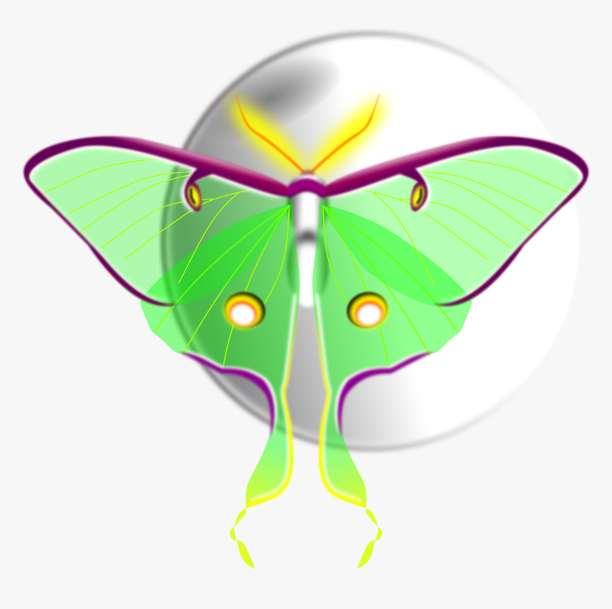 Moth Clipart Transparent - Moth, HD Png Download, Free Download