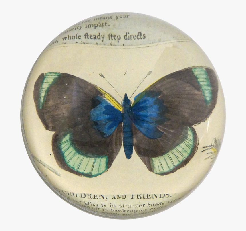 Green Butterfly Png, Transparent Png, Free Download
