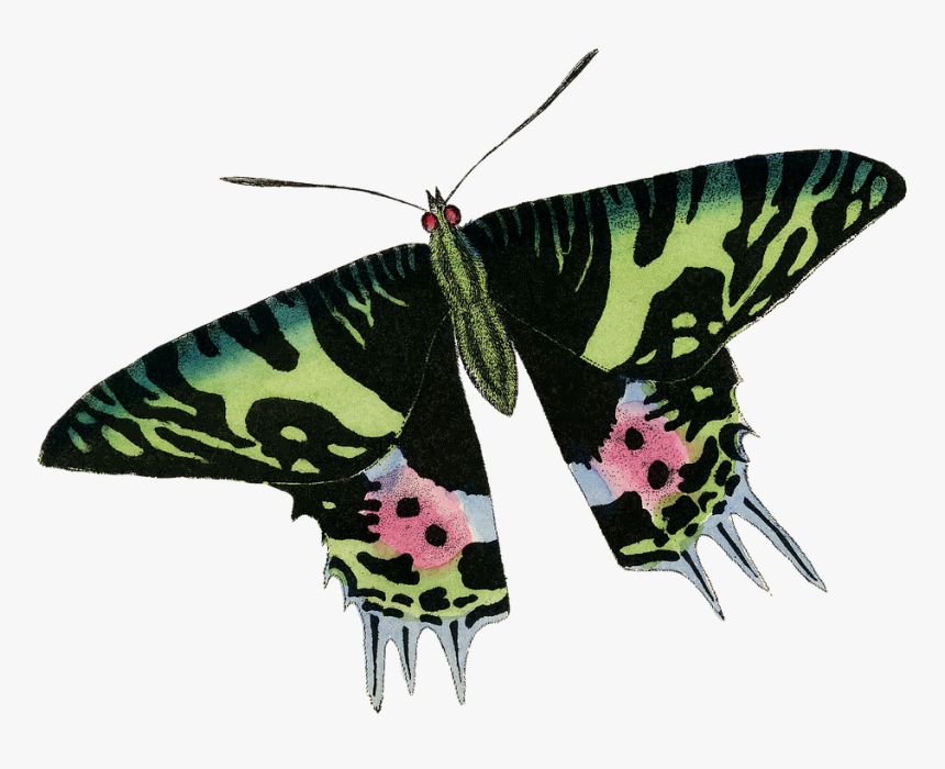 Butterfly, Green, Nature, Spring, Butterflies, Wings - Swallowtail Butterfly, HD Png Download, Free Download