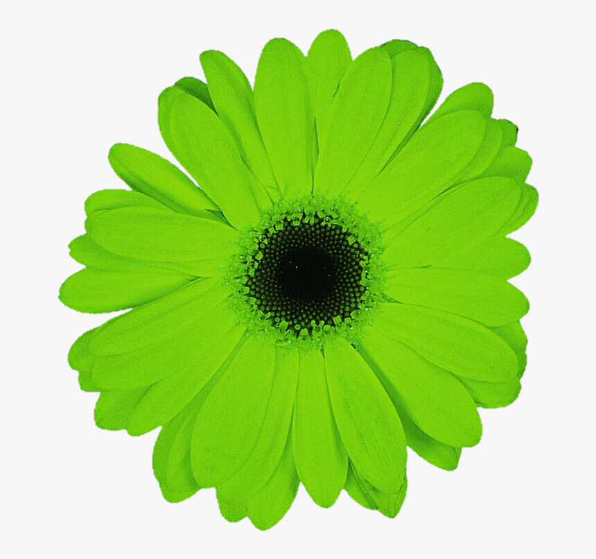 Transparent Gerbera Daisy Clipart - Green Flowers Transparent Background, H...